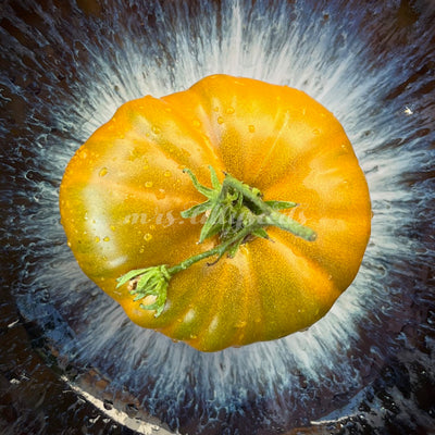 Die faszinierende Tomate: ein Blick auf ihre einzigartige Farbe und Form.