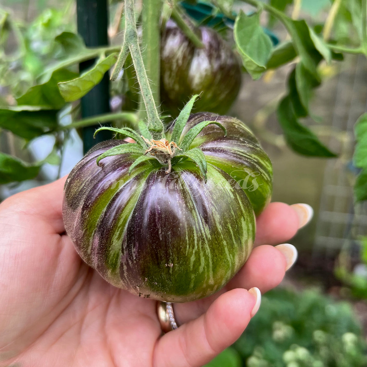 MARSHA S STARFIGHTER BEEFSTEAK Mrs tillyseeds marsha-s-starfighter-beefsteak-mrs-tillyseeds