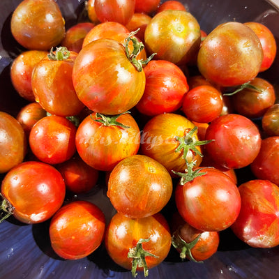 Genießen Sie die Pracht der Multiflora-Tomate - klein, aber voller Geschmack!