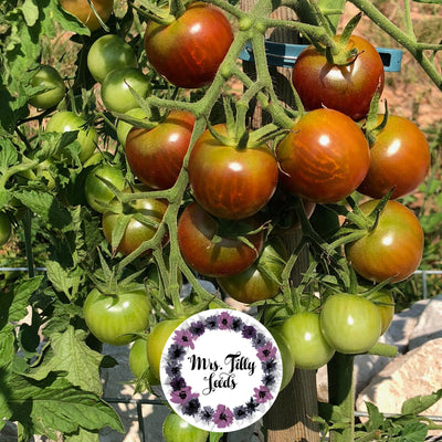 Tomate BROWN BERRY - mrs.tillyseeds