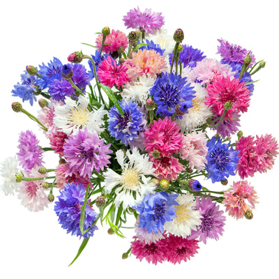 Nahaufnahme der prallen gefüllten Blütenköpfe der Kornblume Eiskönigin. Tauchen Sie ein in die faszinierende Welt der Kornblume Eiskönigin mit ihren reichhaltigen Blüten.