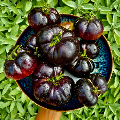 Saftige Black Beauty-Tomaten, bereit für den Genuss.