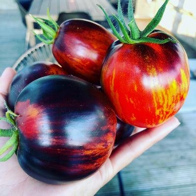 Lebendige Farben und unglaublicher Geschmack! Hol dir die Indigo Blue Tomaten für deinen Garten.