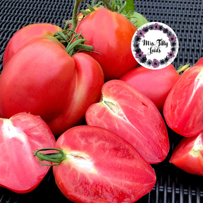 Die Caracao de Boi Tomate ist eine wahre Augenweide im Garten. Mit ihren hellrot-pinken, herzförmigen Früchten zieht sie alle Blicke auf sich. 
