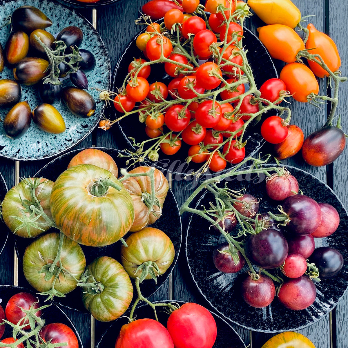 Tomate Ozark Sunset mrs.tillyseeds