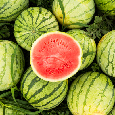 Wassermelone CRIMSON SWEET - mrs.tillyseeds