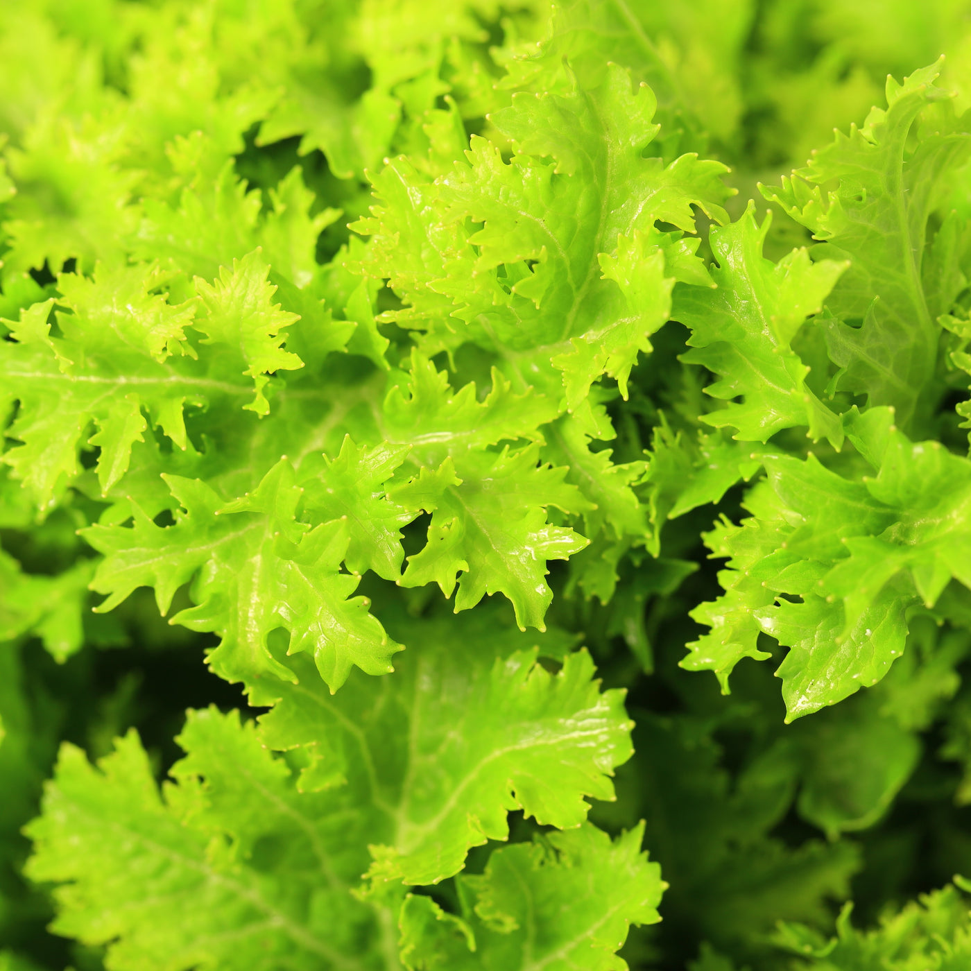 Salat