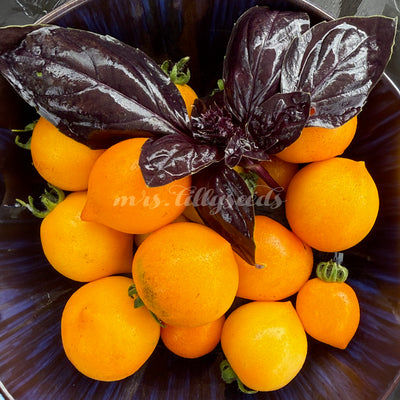 Nahaufnahme von Allure-Tomaten mit feiner Behaarung und samtiger Oberfläche.