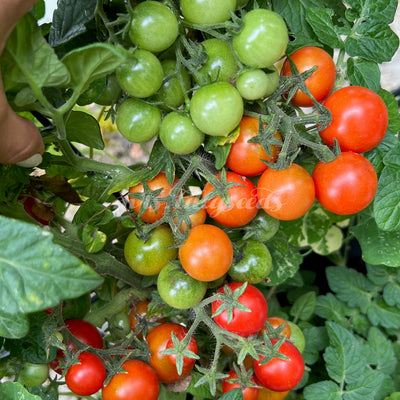 Reife und unreife Früchte der Micro Dwarf Andrina Tomate in leuchtendem Rot und Grün an einer kompakten Zwergpflanze – ideal für Topfkultur.