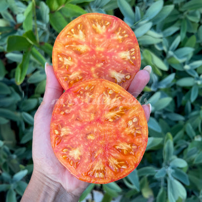 Große, fleischige bicolor Tomate Arkansas Marvel – Erbstück-Sorte aus den USA, die mit ihrem ausgewogenen Säureverhältnis und fruchtigen Geschmack begeistert.