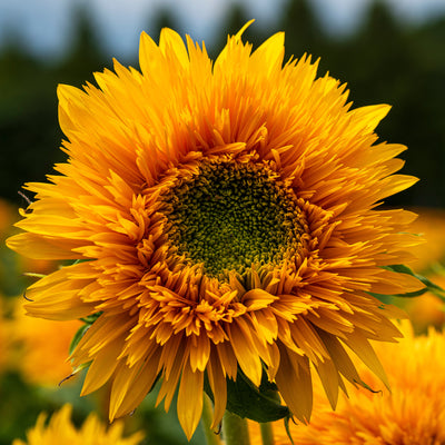 Entdecken Sie die strahlende Astra Gold Sonnenblume. Mit leuchtend gelben Blüten und einem dunklen Herzen ist sie ein wahrer Blickfang im Garten. Holen Sie sich Sonnenschein nach Hause!