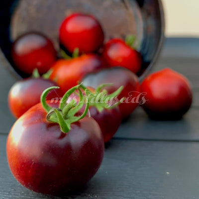 Nahaufnahme der Beautiful Dreamer Tomate, dunkelrote bis purpurne Frucht mit grünem Stiel, auf einem rustikalen Hintergrund präsentiert.