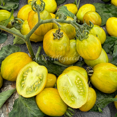 Reife, goldgelbe Jewel Beetle Tomaten in Nahaufnahme, dekorativ mit Laub