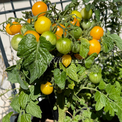 Micro-Dwarf-Tomate Birdie Jaune mit gelben und grünen Früchten an kompakter Pflanze.