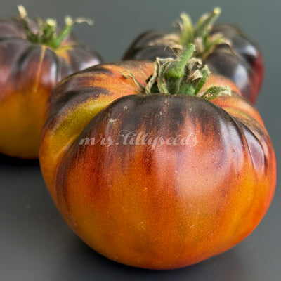 Nahaufnahme einer Bliss-Tomate mit tiefviolett-schwarzen Schultern und warmen orange-roten Farbübergängen