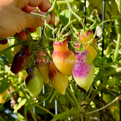 Reife Tomaten der Sorte Blue Candles – zweifarbig mit violetten und gelben Tönen, länglich-spitz, an kräftiger Pflanze im Sonnenlicht.