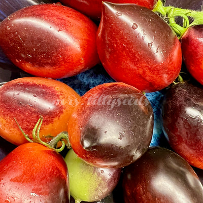  Detailfoto der Blue Marzano Tomate, deren spärliches Laubwerk dafür sorgt, dass die Früchte viel Sonne abbekommen und dadurch eine tiefdunkle Farbe entwickeln.
