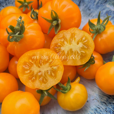 Aufgeschnittene gelbe Bundevice Tomate zeigt saftiges, fruchtiges Inneres