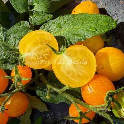 Goldgelbe, runde Kirschtomaten der Sorte Dwarf Canary Kiss, mit zartem Tautropfenüberzug, vor grünem Laub fotografiert