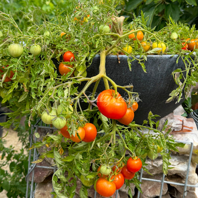 Micro Dwarf Carrot Mini Pflanze mit karottenähnlichem Blattwerk und vielen roten, kleinen Tomaten im Topf