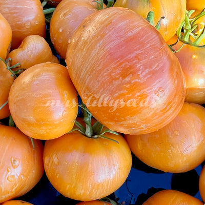Entdecke unsere neue Sorte! Die Tomaten von Bill Jeffers sind klein, leicht abgeflacht und haben gerippte, pralle Schultern. Ihre orangefarbene Haut ist mit hellen Streifen durchzogen. Ideal für Gartenliebhaber
