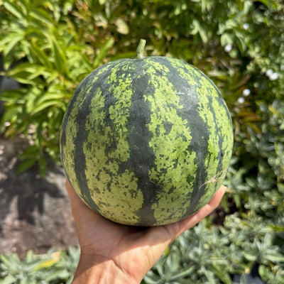 Wassermelone Crimson Sweet – samenfeste Sorte