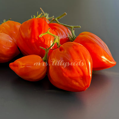 Massive gefaltete Früchte der Sorte Cuore Antico di Acqui Terme – traditionelle italienische Fleischtomate