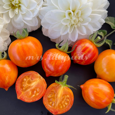 Aufgeschnittene Dean’s Haleys Rainbow Tomaten – Nahaufnahme von aufgeschnittenen und ganzen Dean’s Haleys Rainbow Tomaten auf einem Teller, umgeben von weißen Blumen. Die Tomaten zeigen ihre leuchtend gelb-orange Farbe und die charakteristische Marmorierung.