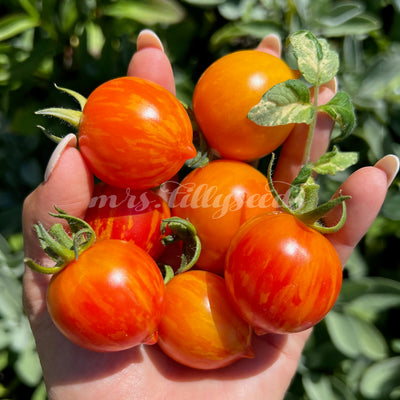 Detailaufnahme der Dean’s Haleys Rainbow Tomaten – Eine Mischung aus ganzen und halbierten Dean’s Haleys Rainbow Tomaten auf einem schwarzen Teller, umrahmt von weißen Blumen. Die saftigen Tomaten zeigen ihre mehrfarbige Schale und das fruchtige Innere.