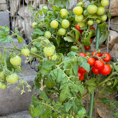 Kompakte Micro Dwarf Tomatenpflanze Delice de Neuilly mit reifen roten Früchten im Topf vor Natursteinmauer, ideal für Balkon oder Fensterbank.
