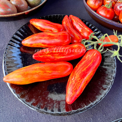 Saftige, längliche Tomaten auf einem eleganten schwarzen Teller.