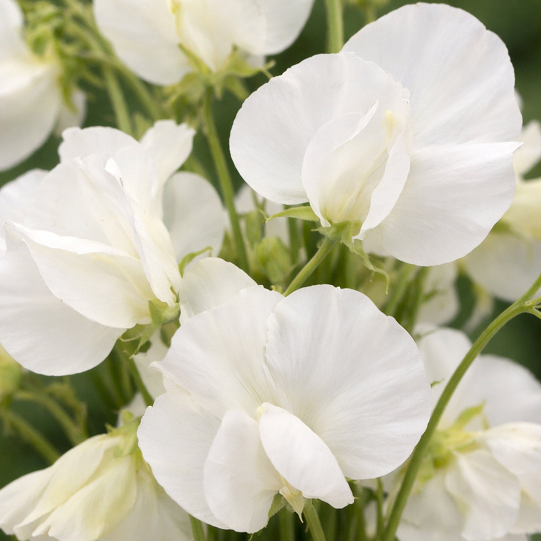 Duftwicke Royal White – samenfestes Saatgut