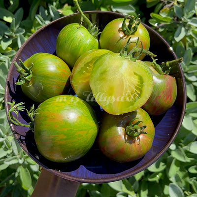 Ein Assorti von grünen Tomaten der Sorte Darf Anansi auf einem wunderschönen Teller mit Salbei im Hintergrund.