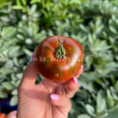 Schokobraune Tomate mit grünen Streifen in einer Hand.