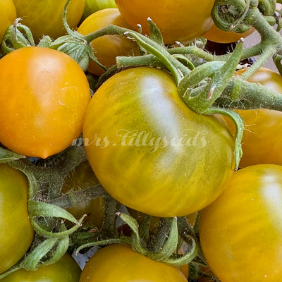 Nahaufnahme einer Dwarf Soul Patch Tomate mit orange-bronzener Haut und grünen Schultern
