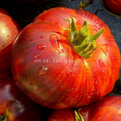 Detail einer besonders intensiv gefärbten Frucht der Eye Candy Tomate mit gelbgoldenem Schimmer.