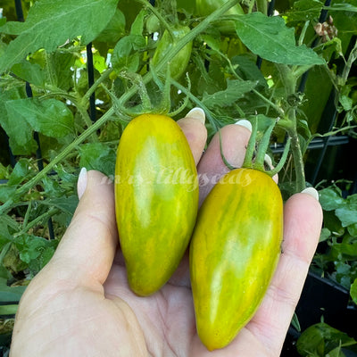 Zwei reife Früchte der seltenen Kaskadentomate Favorite de Bretagne direkt an der Pflanze – grüngestreift und leuchtend gelb, in einer Hand präsentiert