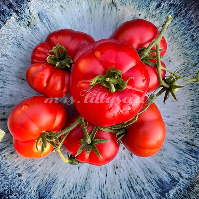 Historische, rote Tomate Frisch gepflückt präsentiert auf einen Teller.