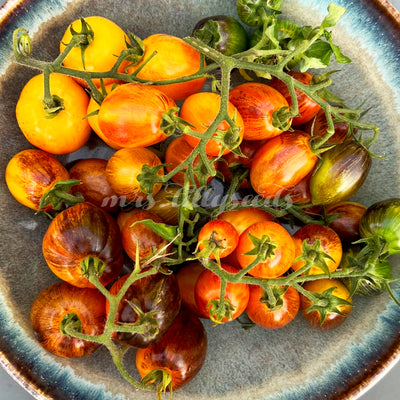 Golden Hour Tomaten in einer Schale – Gelb-orange Früchte mit rötlichen Streifen, frisch geerntet und bereit zum Verzehr oder zur Verarbeitung.