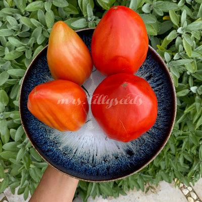 Vier große rote und orange geflammte Tomaten der Sorte Grebeschki auf einem blau-weißen Keramikteller.