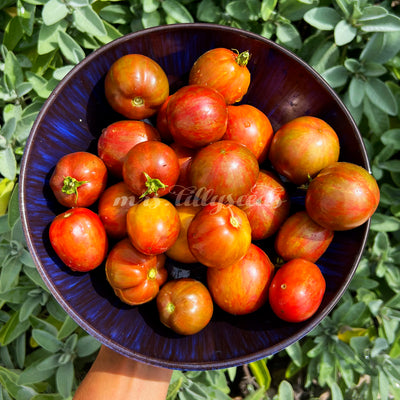 Volle Ernteschale mit frischen Dwarf Groovie Tunes Tomaten in verschiedenen Rot- und Grüntönen, draußen im Tageslicht fotografiert.