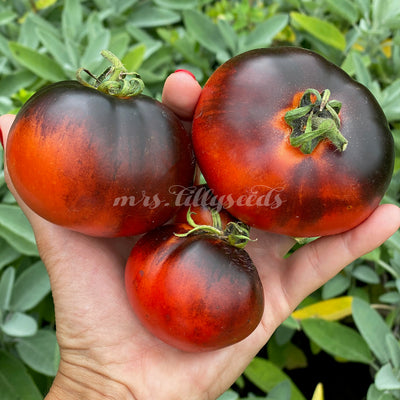 Zwei schwarzrote Tomaten der Sorte Indigo Apple in einer Hand – eindrucksvolle Anthocyan-Färbung.
