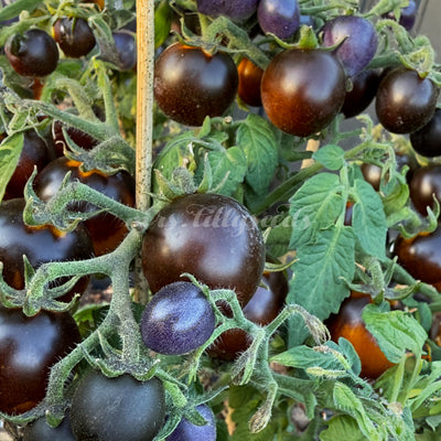 Reife Früchte der Micro-Zwergtomate Itsy Bitsy Tiny Winey an der Pflanze mit dunkler Anthofärbung und glänzender Schale