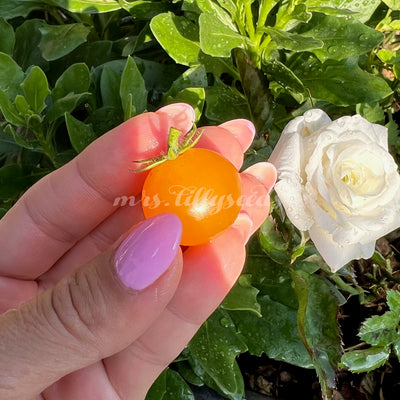 Reife, goldgelbe Micro Dwarf Jochalos Tomate in einer Hand gehalten, neben einer weißen Rose im sonnigen Garten.