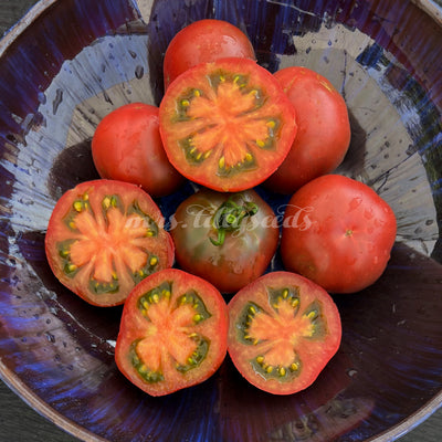 Reife Karma Purple Tomaten mit violett-roter Schale und grünen Schultern an der Pflanze.