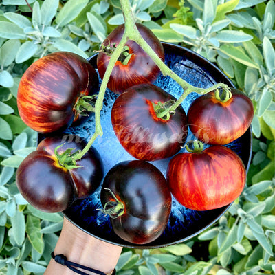 Süße Vielfalt: Mehrkammerige Tomaten, 100-150 g, perfekt für vielseitigen Anbau."