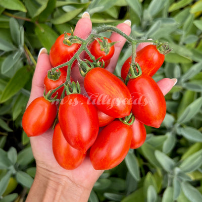 Hand hält eine Rispe mit reifen Tomaten der Sorte 'Laura' vor grünem Hintergrund.