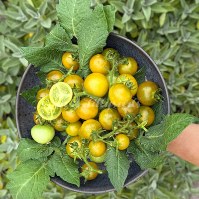 Micro Dwarf Limelight Tomatensorte mit limettengrünen bis goldgelben Früchten aus dem Anbau von mrs.tillyseeds.
