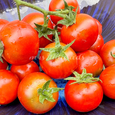 Nahaufnahme von leuchtend roten Lost Marbles Tomaten an der Rispe, frisch geerntet im Sonnenlicht.