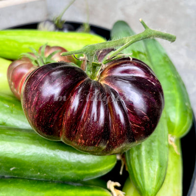 Bild von saftigen Marsha's Starfighter Beefsteak Tomaten, bereit für die Ernte.